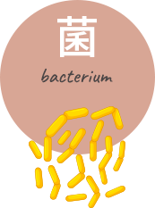 菌